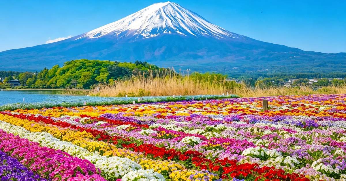 One-Day Cherry Blossom Viewing Tour | Mount Fuji Cherry Blossom